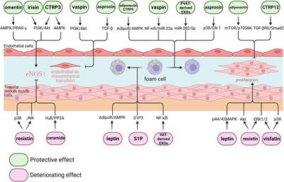 Frontiers Adipokines in atherosclerosis unraveling complex roles